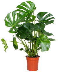 Monstera Deliciosa 19/70