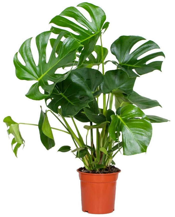 Monstera Deliciosa 19/70