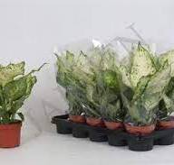 Dieffenbahia Ov Spotty 17/70 - Dieffenbachia Amy 12