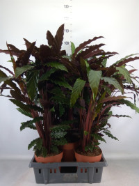 Calathea Ruf Wavestar 21/85
