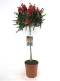 Callistemon Ci Splendens Op Stam