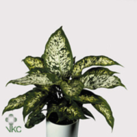 Dieffenbachia Compacta