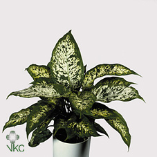 Dieffenbachia Compacta