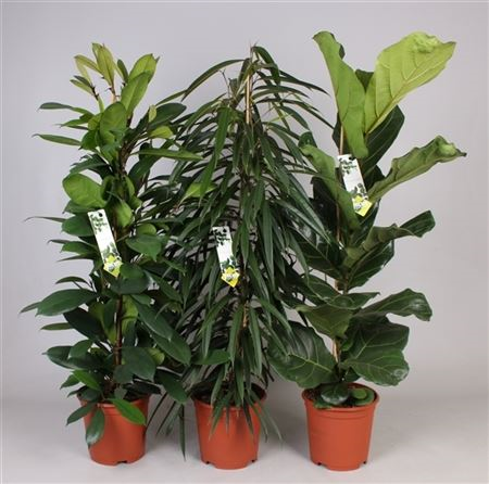 Ficus Botanic Mix (gorwer)