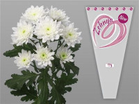 Chr Santini Ise Mix X25