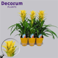 Guzmania Hilda Geel Luxe Keramiek (decorum)