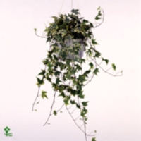 Hedera He Yellow Ripple