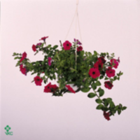 Petunia Roze