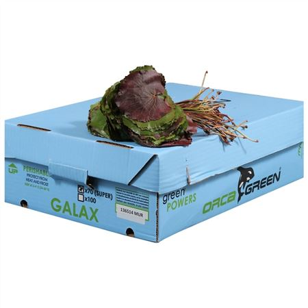 Galax Orca