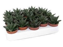 Dracaena De J Lind 17/85