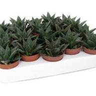Dracaena De J Lind 17/85 - Без названия (35)