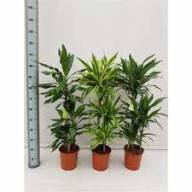 Dracaena De J Lind 17/85 - Dracaena Frag Mix 11
