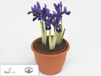 Iris Reticulata Pixie 9/12