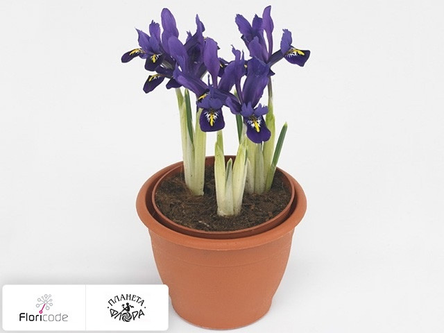 Iris Reticulata Pixie 9/12