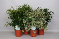 Ficus Beng Audrey 27/120