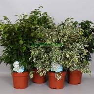Ficus Beng Audrey 27/120 - fikus_fic_be_gem_19_75-95110698002907