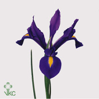 Iris Alaska Holland Х50