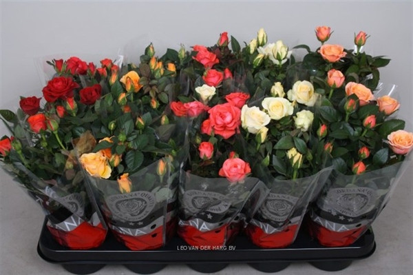 Rosa Kordana MIX 510/26