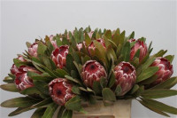 Protea Sylvia X5