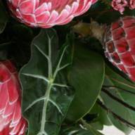Protea Sylvia X5 - 229