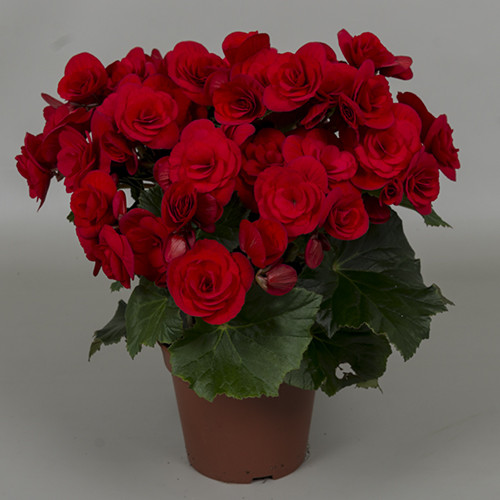 Begonia Du Baladin 12/30