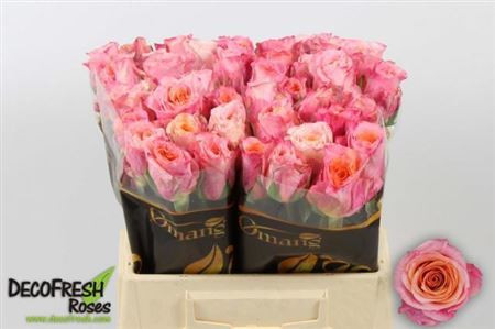 Rose Jabulani 50 sm