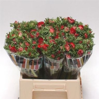 Anemon Co Galil Rood
