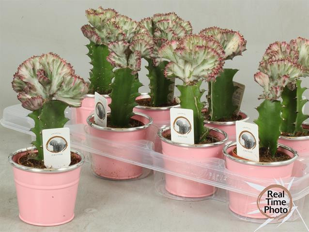 Euphor Lac Cristata 13/30 ceramic