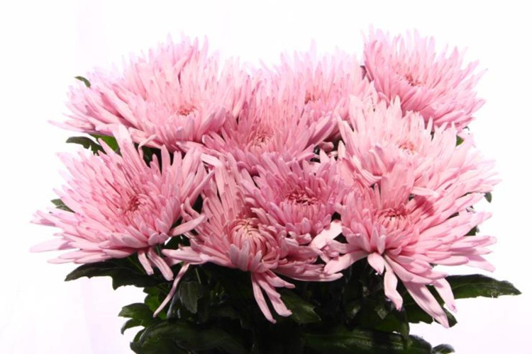 Chr G Anastasia Pink X10