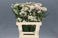Ozothamnus Cooks Lightpink