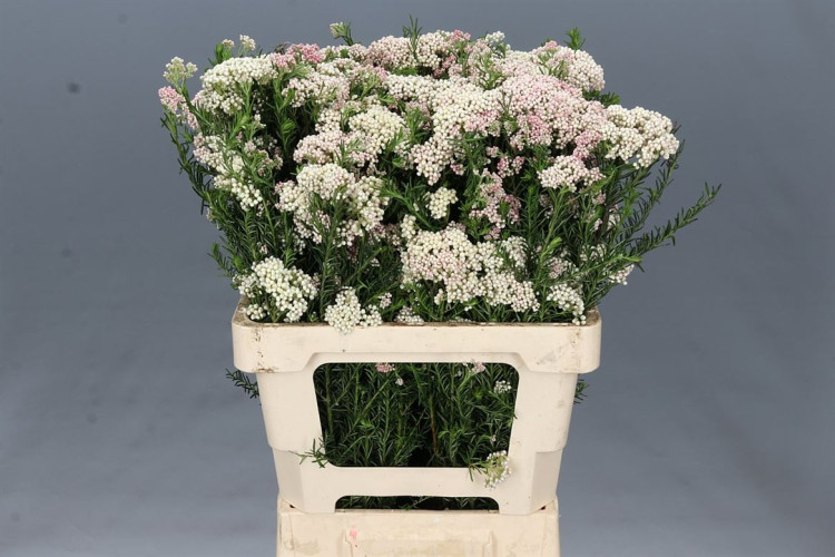 Ozothamnus Cooks Lightpink