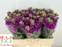 Matthiola Anyt Rose X10