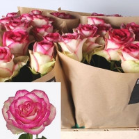 Rose Dance D Meillan 70 sm