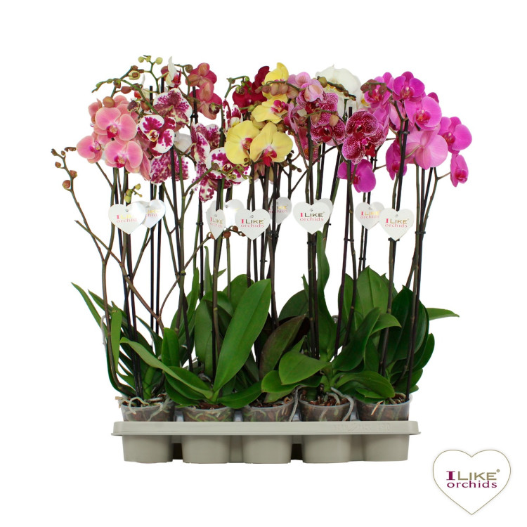 Phal A2 1/2-tak Levo Rose Mix 12/45