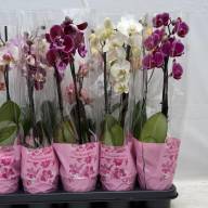 Phal A2 1/2-tak Levo Rose Mix 12/45 - зображення_viber_2025-04-23_16-45-32-462