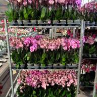 Phal A2 1/2-tak Levo Rose Mix 12/45 - зображення_viber_2025-05-09_15-33-03-075