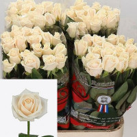 Rose Vende 70 cm