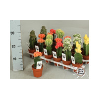 Cactus Gymnokaliptus Japan Gem 508/20