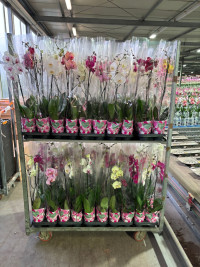 Phal A2 1-tak Levo Mix 12/80