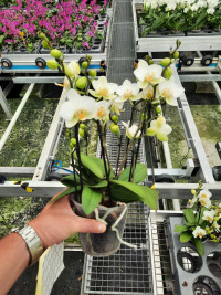 Phal A2 2+tak Lausanne 12/35