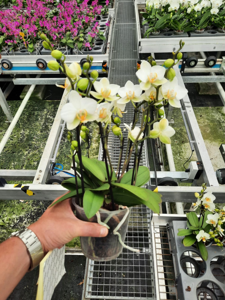 Phal A2 2+tak Lausanne 12/35