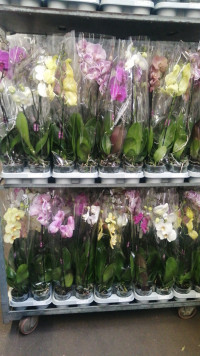Phal 1-tak A1 Opti-flor Mix 12/70