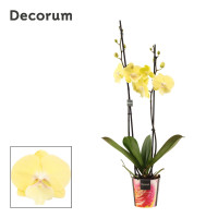 Phal 2-tak Limoncello Kiss 12/65