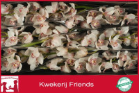 Eustoma Arosa Red 65sm