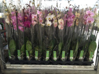 Phal 2 Balanz Mix 12/60