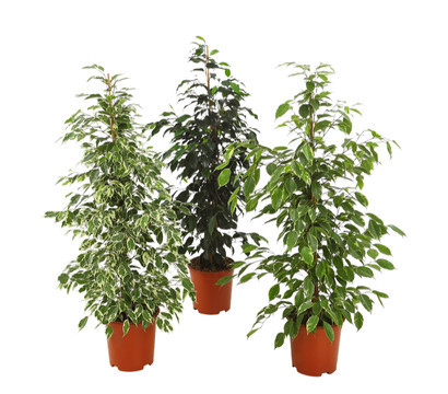 Ficus Benjamin 24/100