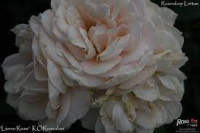 Rose Lion 60 sm