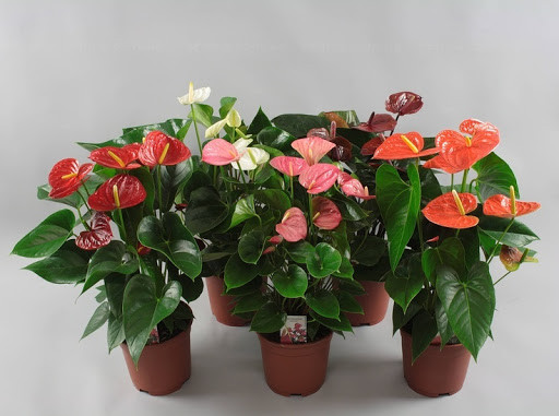Anthurium Mix 9/25