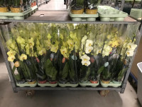 Phal 2-tak Authentic Yellow 12/70
