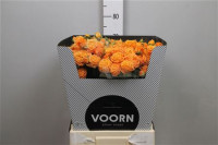Spray Coral Bubbles 70 sm